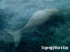 Shark Bay - Dugong
